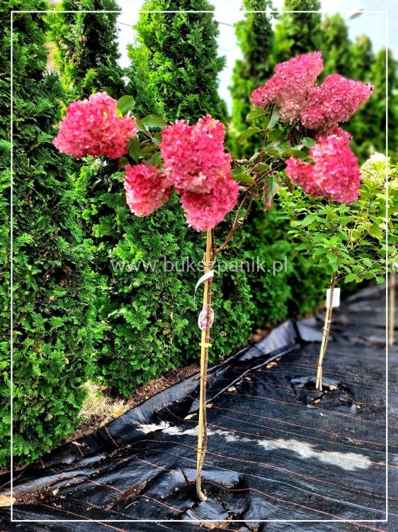 Hortensja bukietowa VANILLE FRAISE- Hydrangea paniculata PA80, c10l