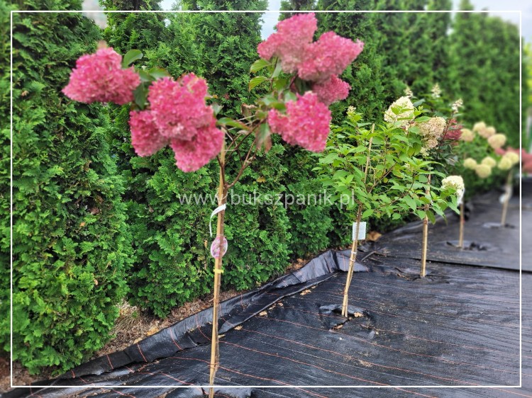Hortensja bukietowa VANILLE FRAISE- Hydrangea paniculata PA80, c10l