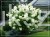 Hortensja bukietowa 'POLAR BEAR' - Hydrangea paniculata C5