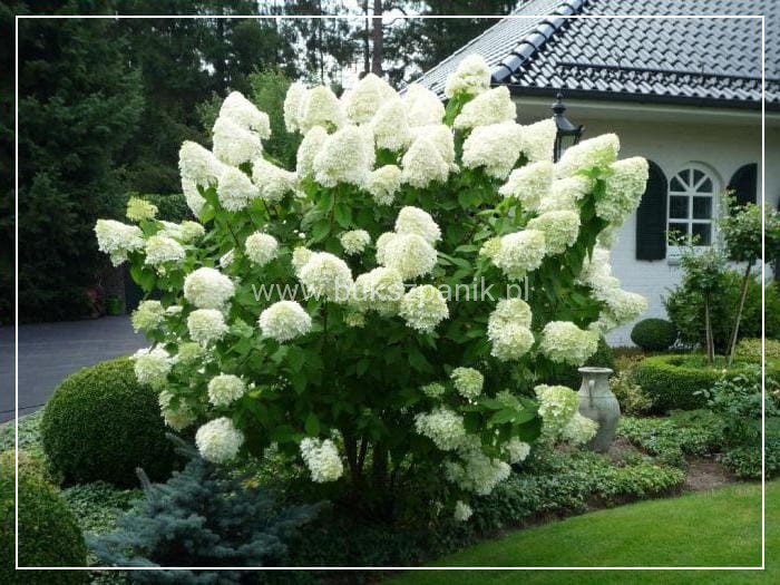 Hortensja bukietowa 'POLAR BEAR' - Hydrangea paniculata C5