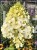 Hortensja bukietowa 'POLAR BEAR' - Hydrangea paniculata C5