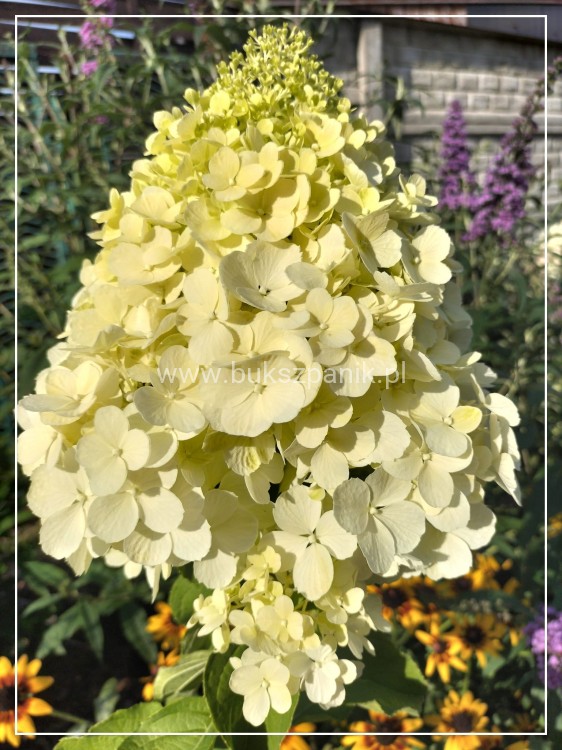 Hortensja bukietowa 'POLAR BEAR' - Hydrangea paniculata C5