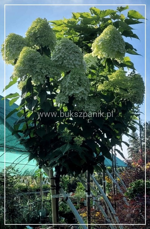 Hortensja bukHortensja bukietowa 'POLAR BEAR' - Hydrangea paniculata C5