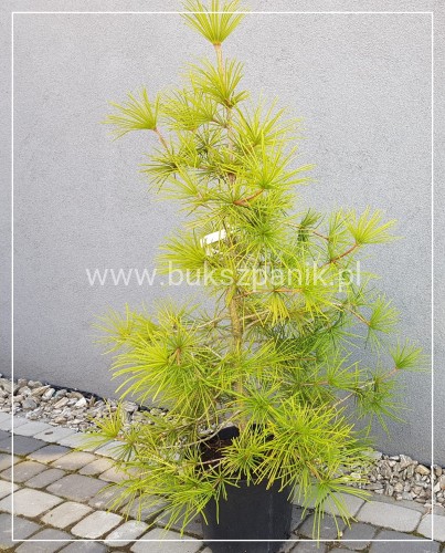 Sośnica japońska- Sciadopitys verticillata wys. 130cm