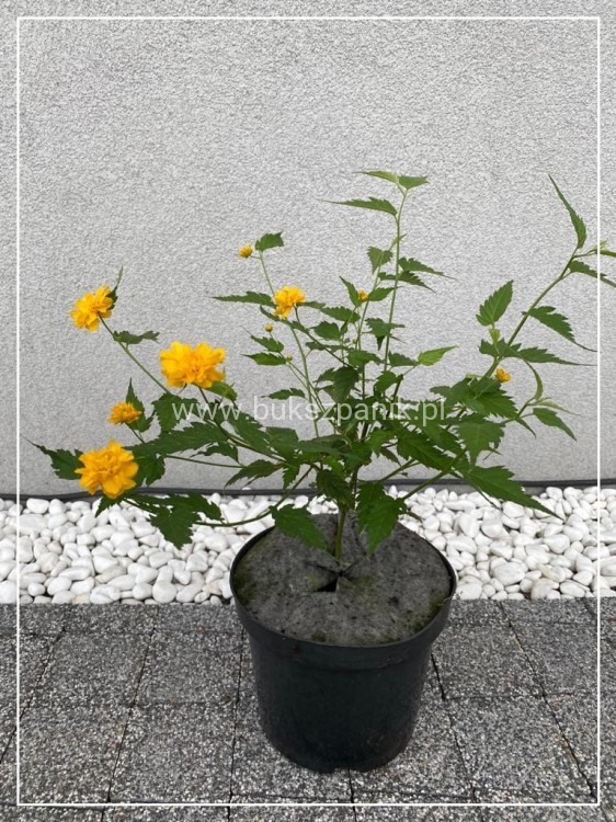Złotlin japoński - Kerria japonica