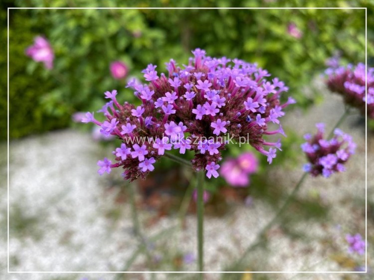 Werbena Patagońska- Verbena bonariensis