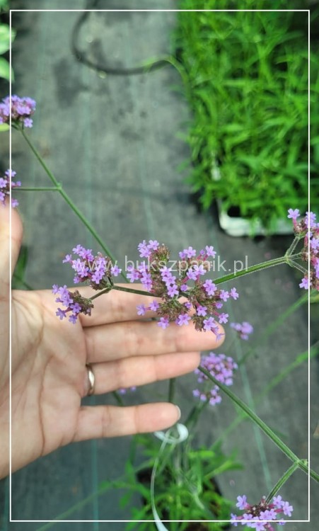 Werbena Patagońska- Verbena bonariensis