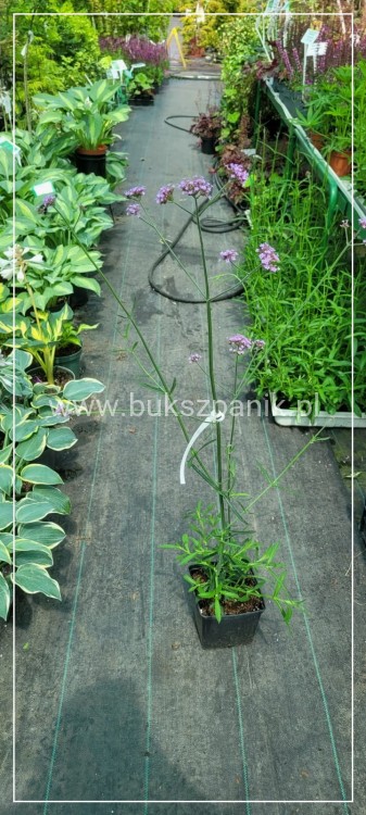 Werbena Patagońska- Verbena bonariensis