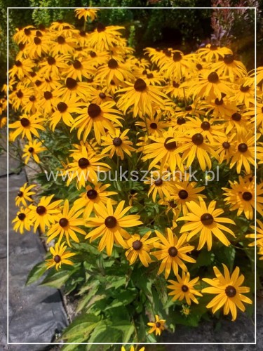 Rudbekia błyskotliwa GOLDSTURM - Rudbeckia fulgida