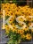 Rudbekia błyskotliwa GOLDSTURM - Rudbeckia fulgida