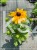Rudbekia błyskotliwa GOLDSTURM - Rudbeckia fulgida