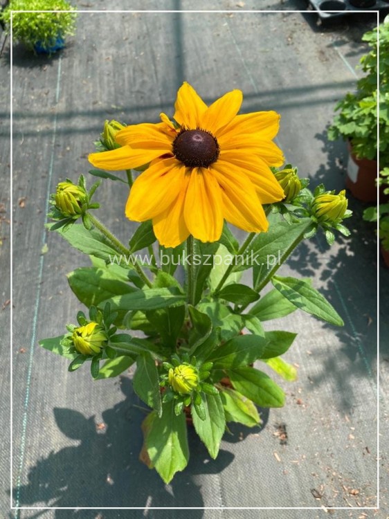 Rudbekia błyskotliwa GOLDSTURM - Rudbeckia fulgida