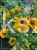 Rudbekia błyskotliwa GOLDSTURM - Rudbeckia fulgida