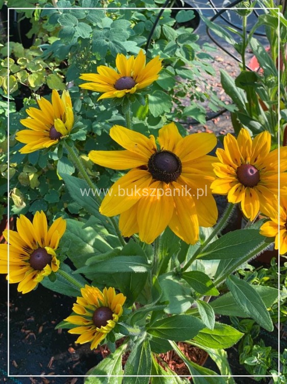 Rudbekia błyskotliwa GOLDSTURM - Rudbeckia fulgida