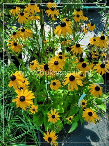 Rudbekia błyskotliwa GOLDSTURM - Rudbeckia fulgida