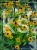 Rudbekia błyskotliwa GOLDSTURM - Rudbeckia fulgida