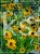 Rudbekia błyskotliwa GOLDSTURM - Rudbeckia fulgida