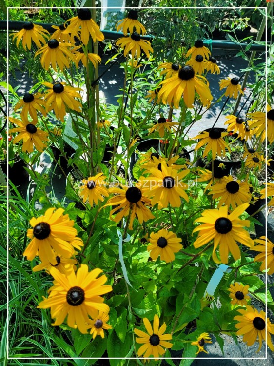 Rudbekia błyskotliwa GOLDSTURM - Rudbeckia fulgida