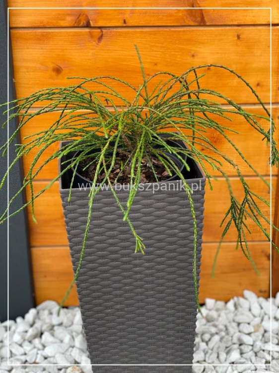 Żywotnik olbrzymi Whipcord- Thuja plicata donica c3 (