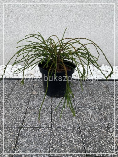Żywotnik olbrzymi Whipcord- Thuja plicata donica c3 (