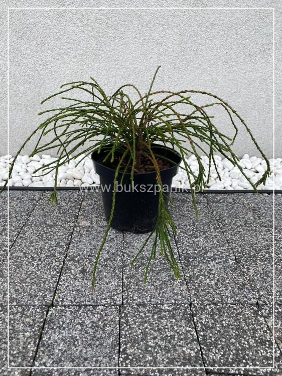 Żywotnik olbrzymi Whipcord- Thuja plicata donica c3 (
