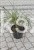 Żywotnik olbrzymi Whipcord- Thuja plicata donica c3 (