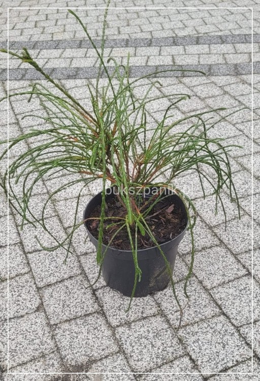 Żywotnik olbrzymi Whipcord- Thuja plicata donica c3 (