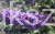 Budleja Dawida -Buddleja Dawidii " Nanho blue" 3l