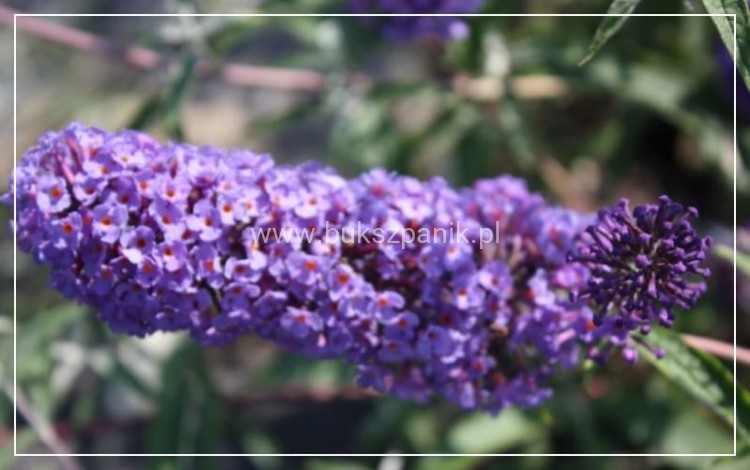Budleja Dawida -Buddleja Dawidii " Nanho blue" 3l