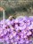 Budleja Dawida -Buddleja Dawidii " Nanho blue" 3l