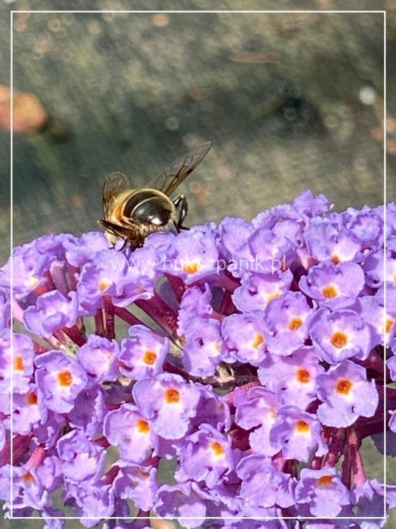 Budleja Dawida -Buddleja Dawidii " Nanho blue" 3l