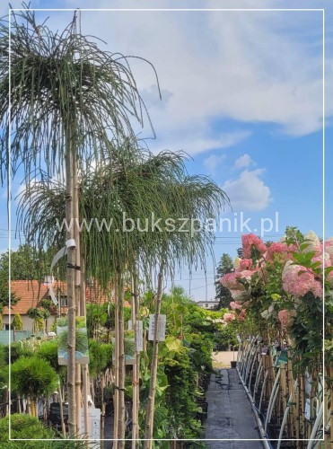 Żywotnik olbrzymi Whipcord - Thuja plicata na PNIU PA 160-200cm
