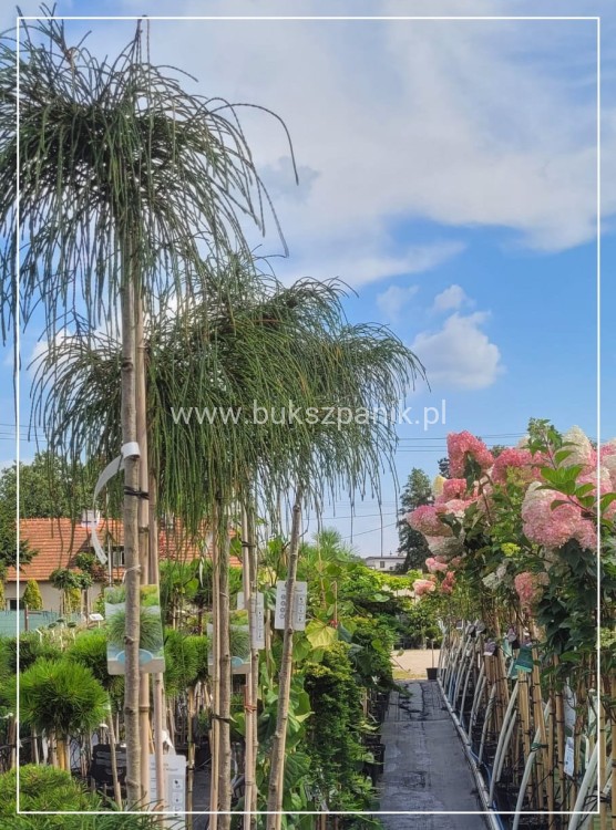 Żywotnik olbrzymi Whipcord - Thuja plicata na PNIU PA 160-200cm