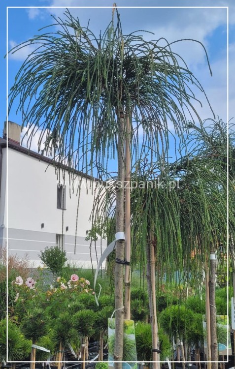 Żywotnik olbrzymi Whipcord - Thuja plicata na PNIU PA 160-200cm