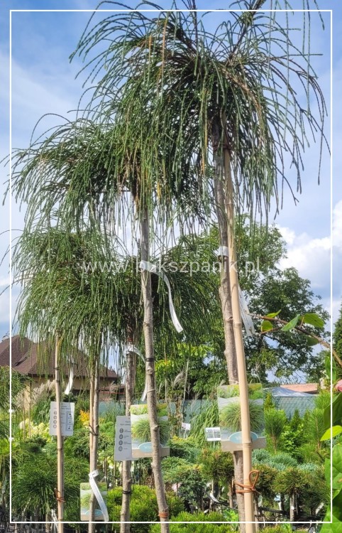 Żywotnik olbrzymi Whipcord - Thuja plicata na PNIU PA 160-200cm
