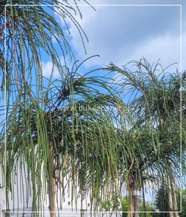 Żywotnik olbrzymi Whipcord - Thuja plicata na PNIU PA 160-200cm