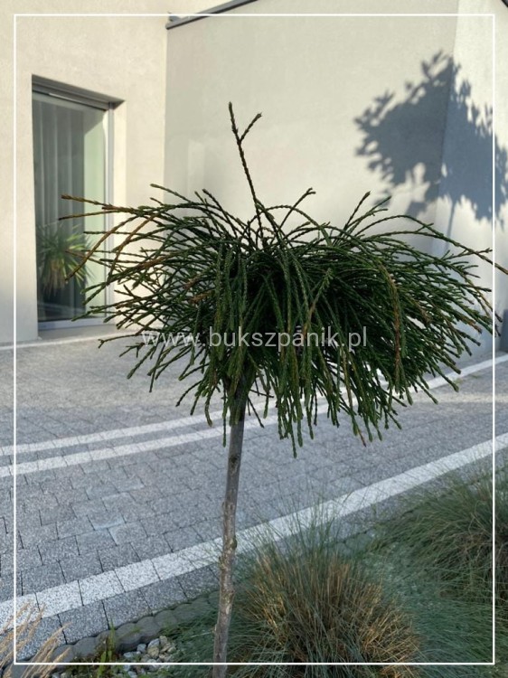 Żywotnik olbrzymi Whipcord - Thuja plicata na PNIU