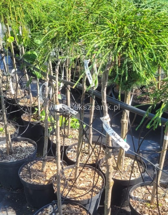- Thuja plicata na PNIU
