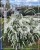 Tawuła szara 'Grefsheim'- Spiraea ×cinerea20240403_134108.jpg