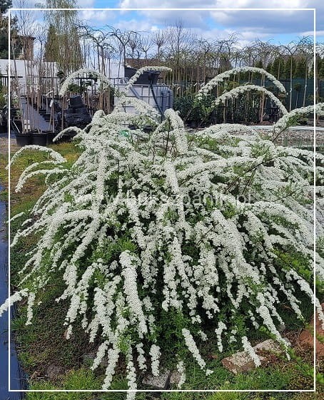 Tawuła szara 'Grefsheim'- Spiraea ×cinerea20240403_134108.jpg