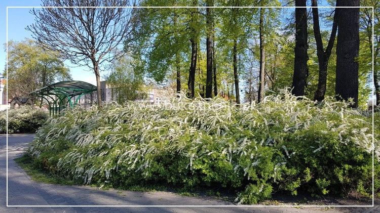 Tawuła szara 'Grefsheim'- Spiraea ×cinerea