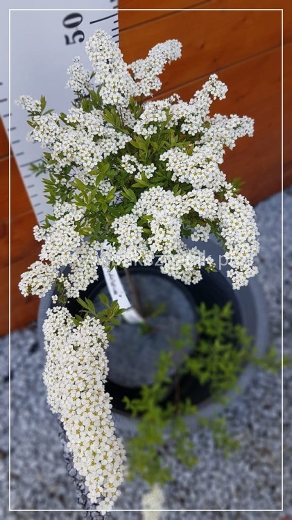 Tawuła szara 'Grefsheim'- Spiraea ×cinerea