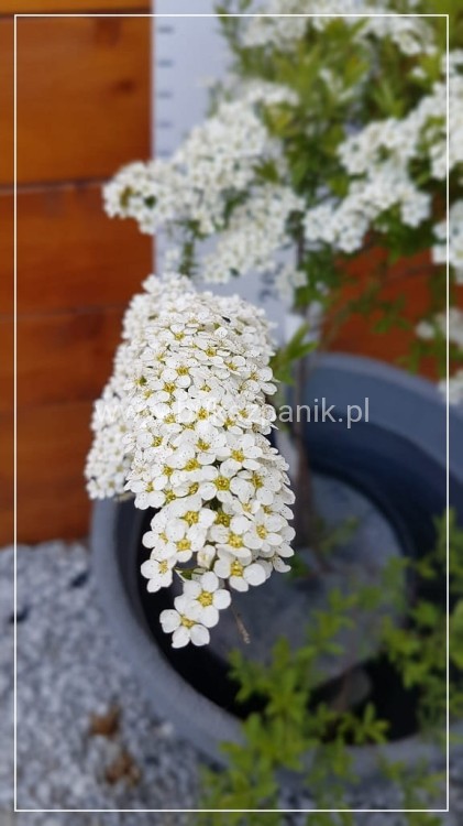 Tawuła szara 'Grefsheim'- Spiraea ×cinerea