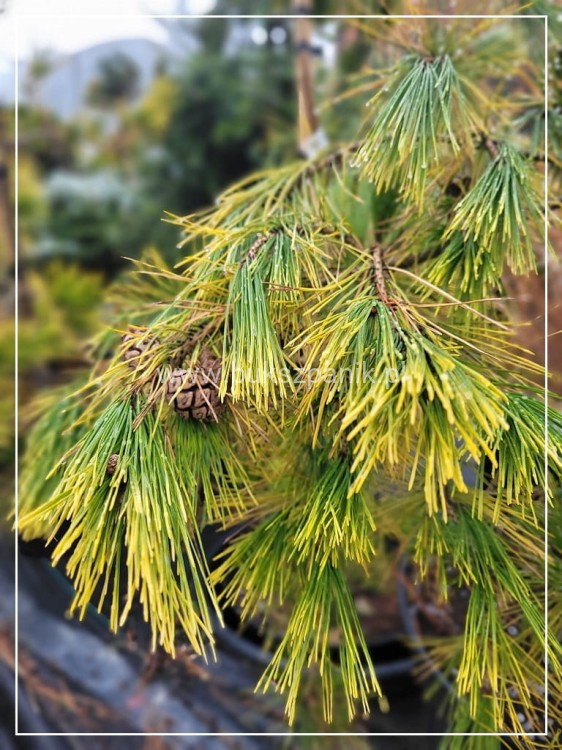 Sosna gęstokwiatowa 'Aurea'- Pinus densiflora