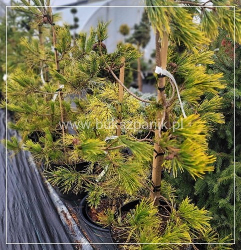 Sosna gęstokwiatowa 'Aurea'- Pinus densiflora