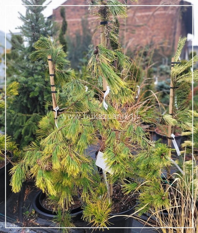 Sosna gęstokwiatowa 'Aurea'- Pinus densiflora