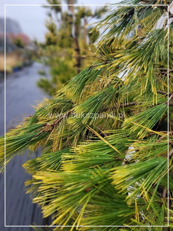 Sosna gęstokwiatowa 'Aurea'- Pinus densiflora
