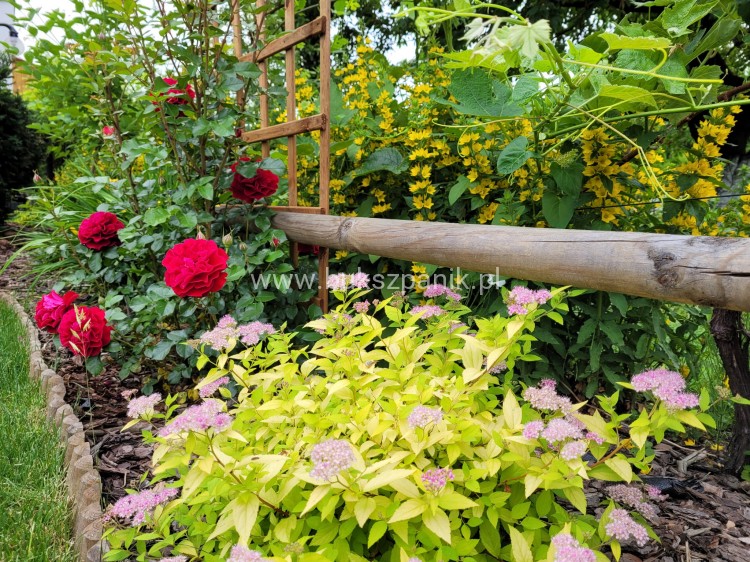 Tawuła japońska 'Goldmound'- Spiraea japonica C3l