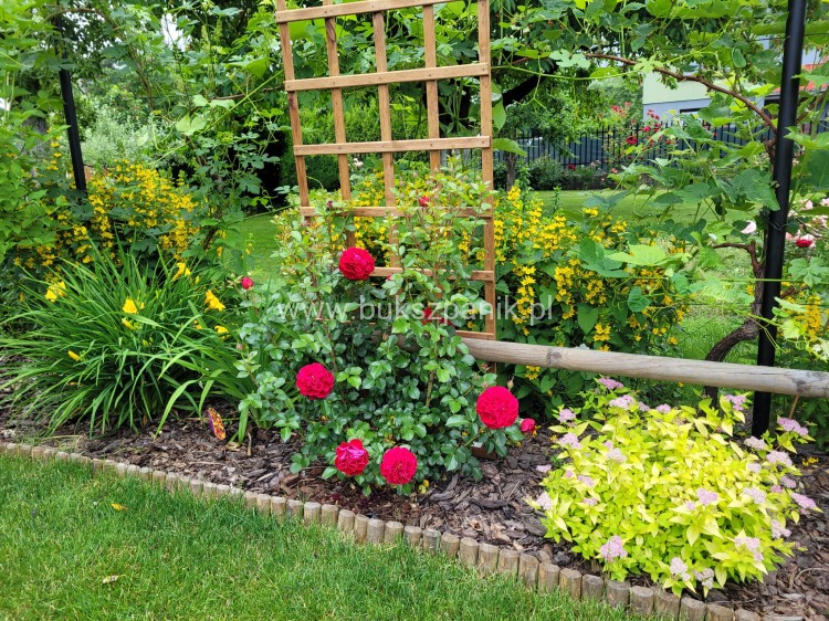 Tawuła japońska 'Goldmound'- Spiraea japonica C3l