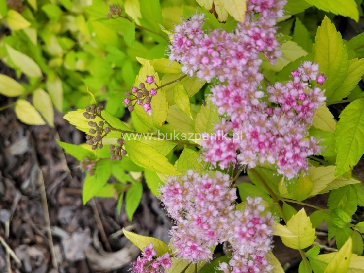 Tawuła japońska 'Goldmound'- Spiraea japonica C3l